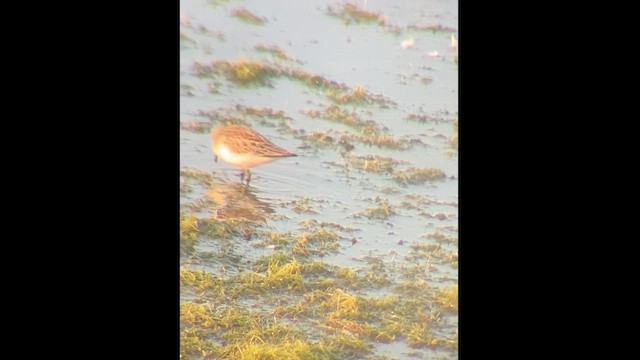 Western Sandpiper - ML622700766