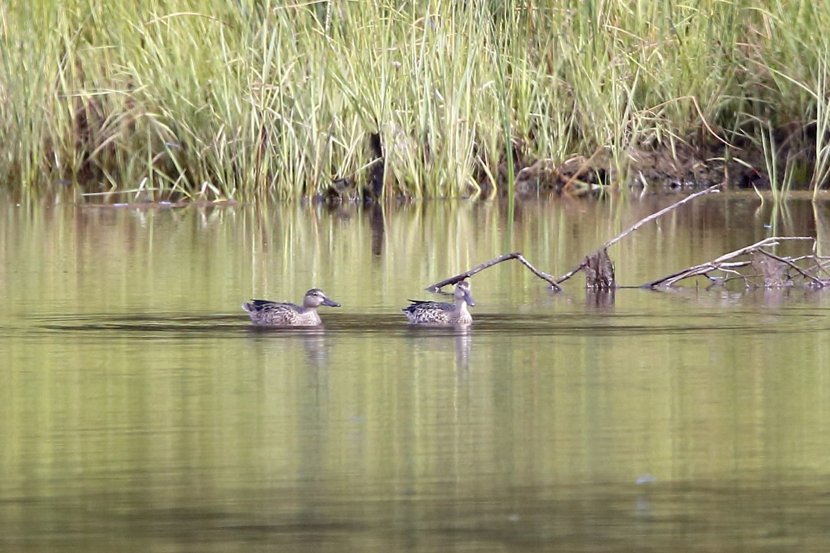 Blue-winged Teal - ML622700815