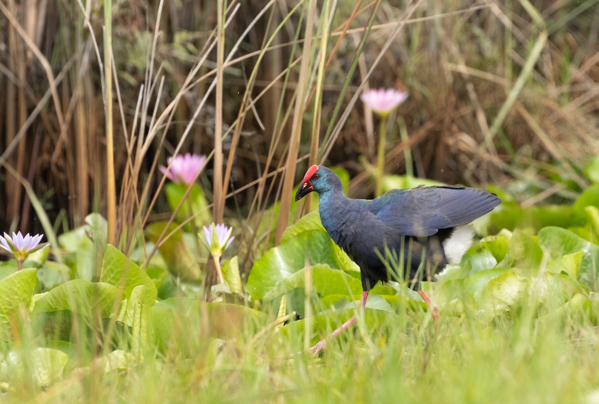 African Swamphen - ML622700851