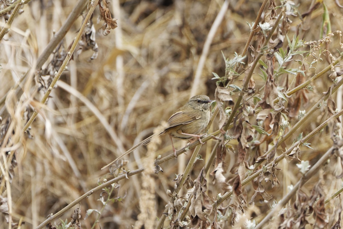 Black-throated Prinia - David Wright