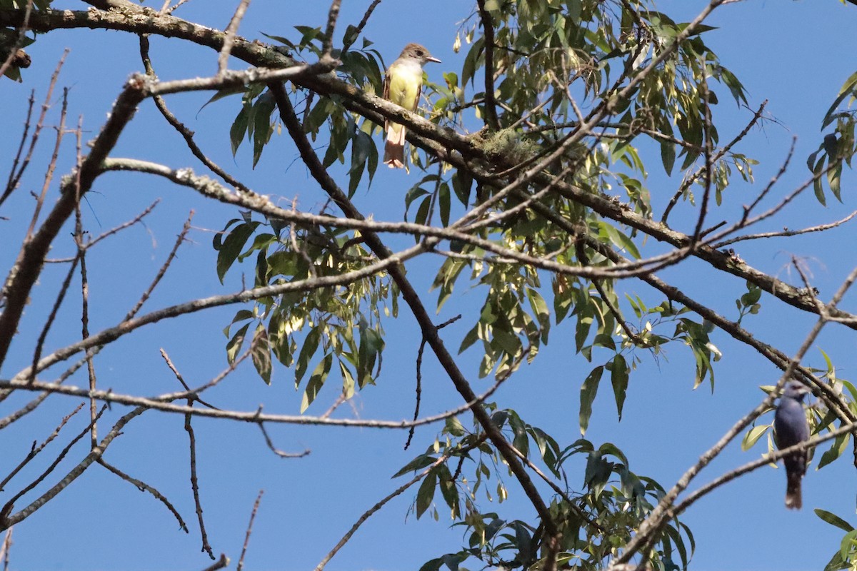 eBird Checklist - 19 Aug 2024 - Choccolocco Park - 21 species