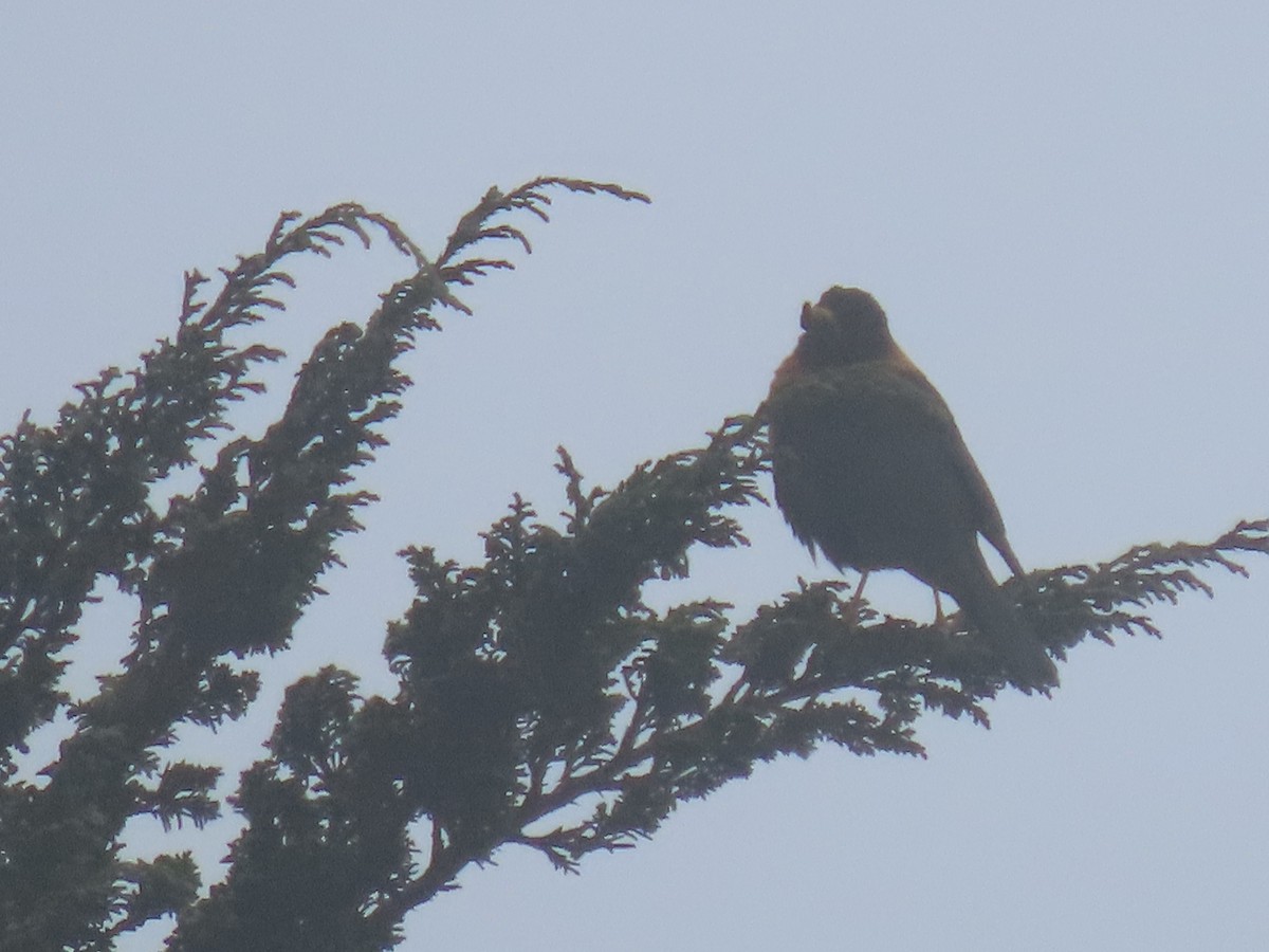 Rufous-collared Robin - ML622701337