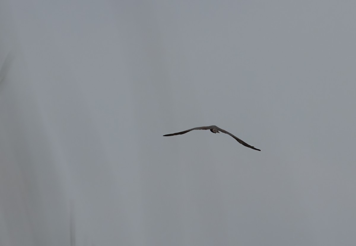 African Marsh Harrier - ML622701373