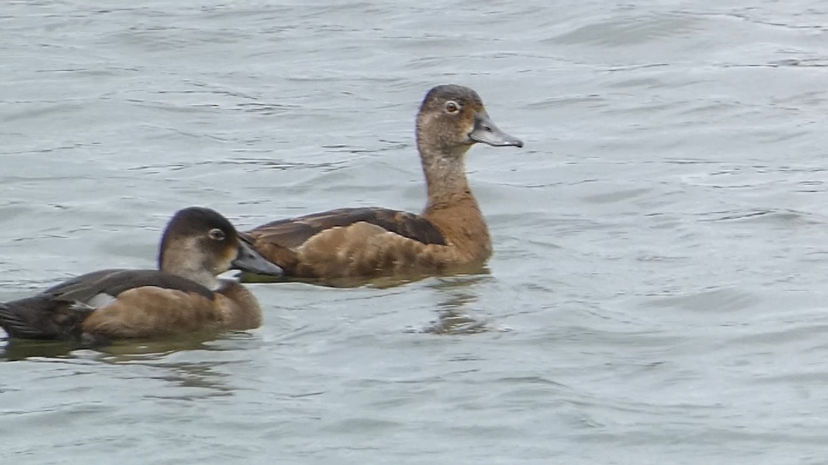 Ring-necked Duck - ML622701450