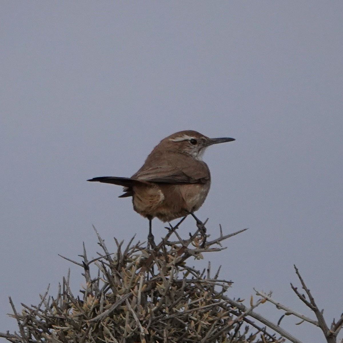 Band-tailed Earthcreeper - Dan Rabosky