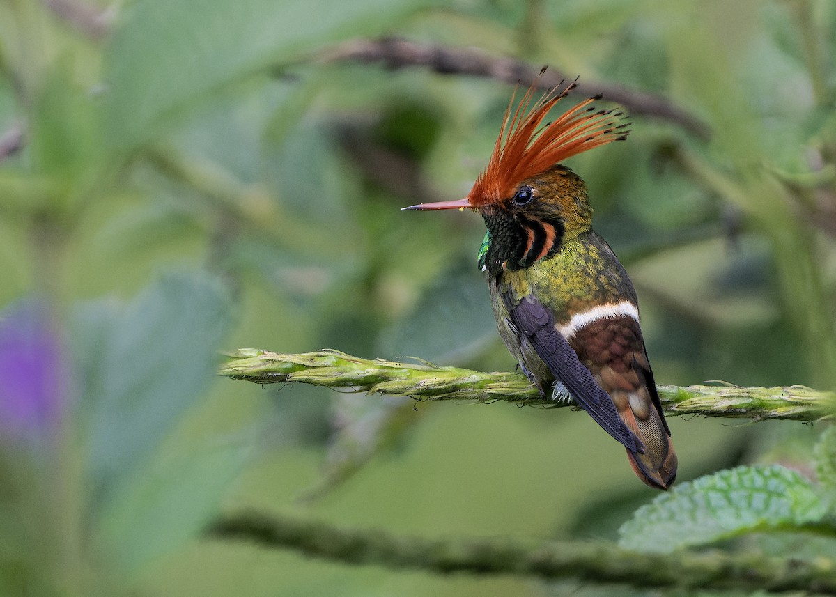 Rufous-crested Coquette - ML622701622
