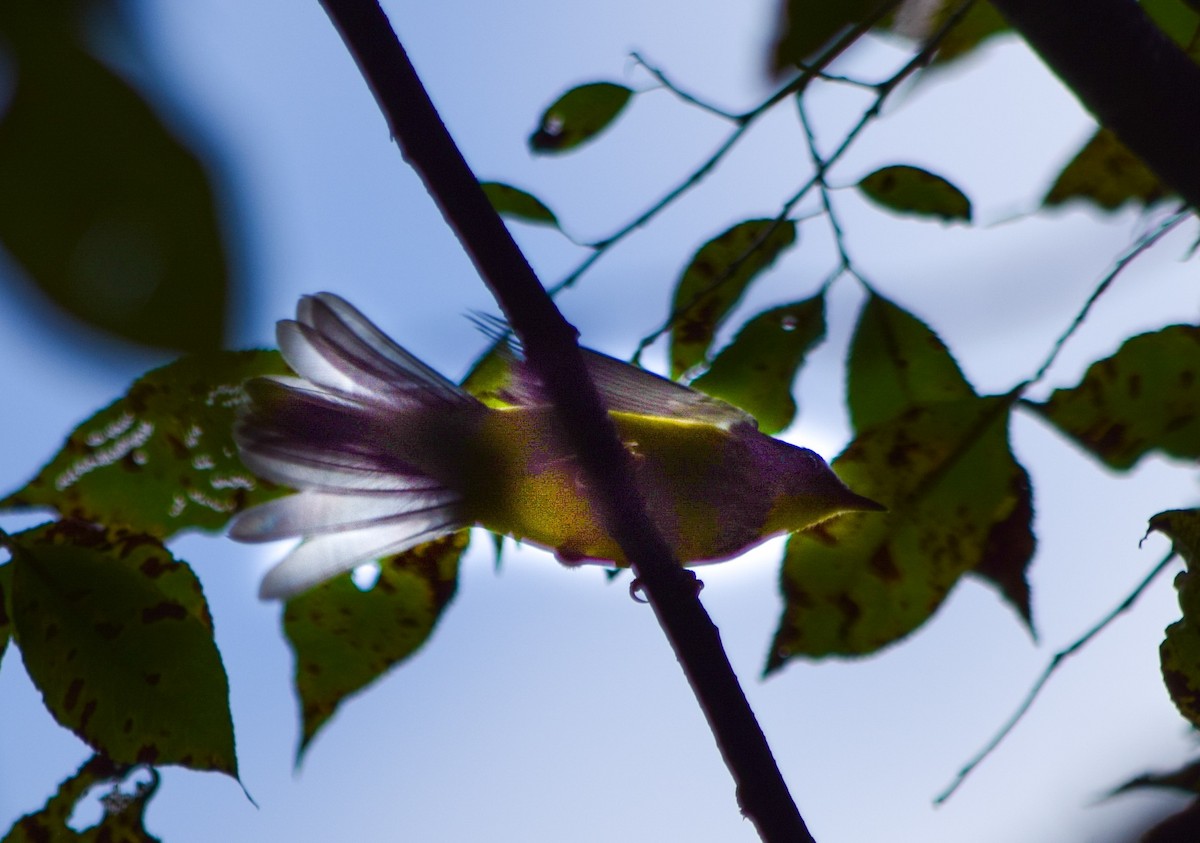 Canada Warbler - ML622701648