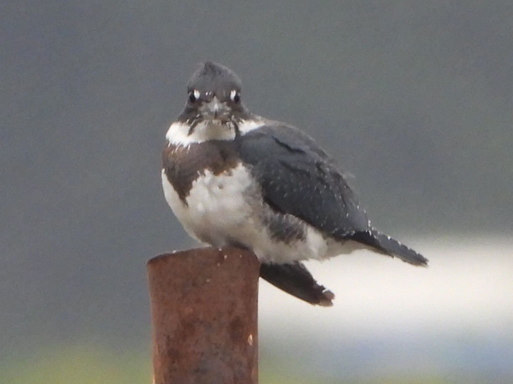 Belted Kingfisher - ML622701728