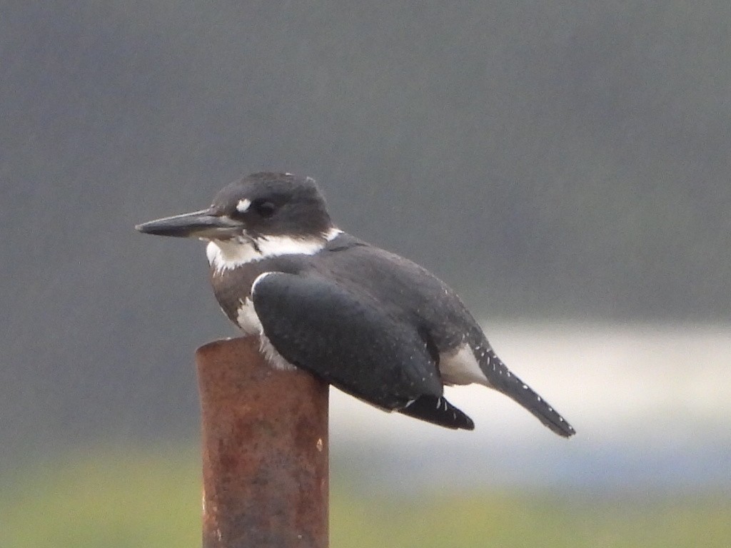 Belted Kingfisher - ML622701730