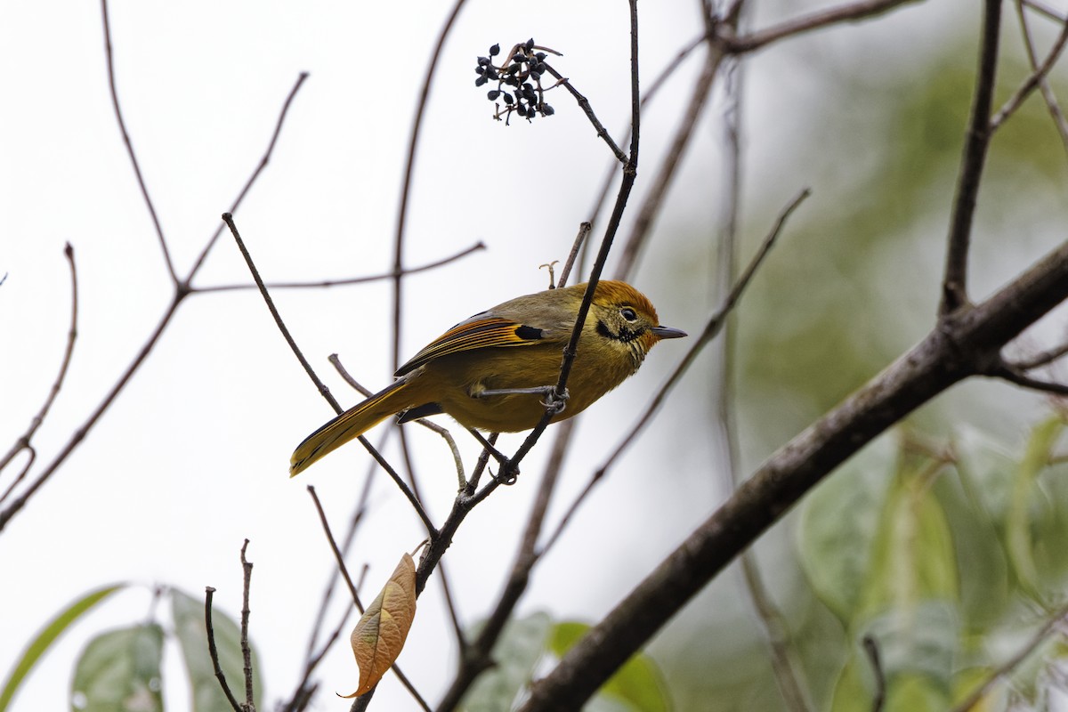 Chestnut-tailed Minla - ML622701731