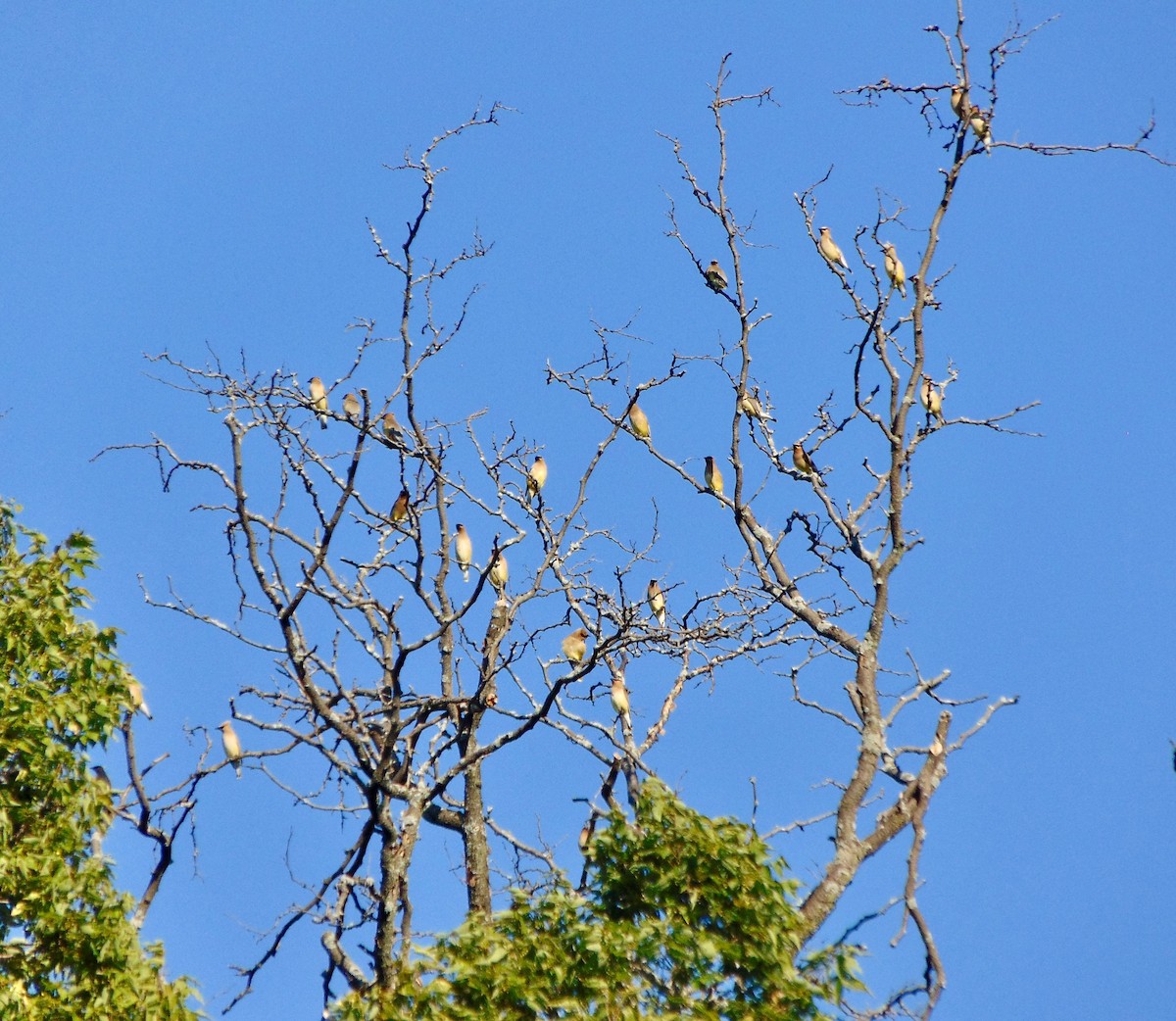 Cedar Waxwing - ML622701774