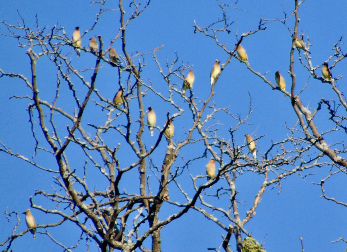 Cedar Waxwing - ML622701782