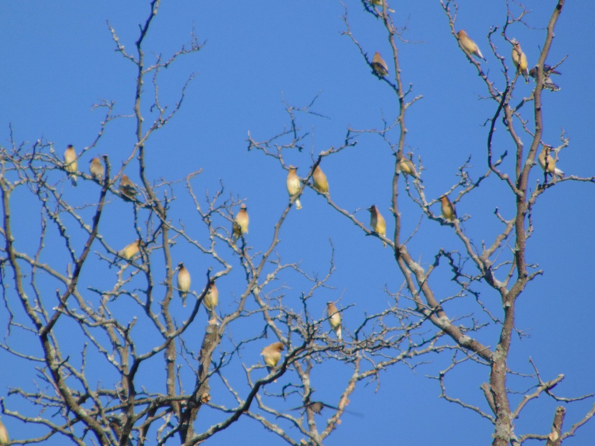 Cedar Waxwing - ML622701786