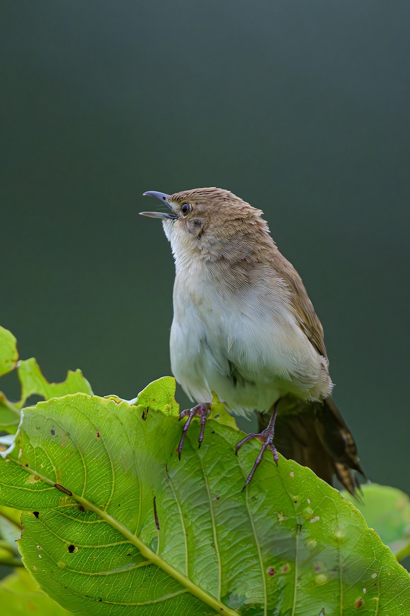 Broad-tailed Grassbird - ML622701842