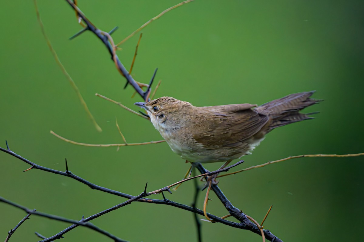 Broad-tailed Grassbird - ML622701843