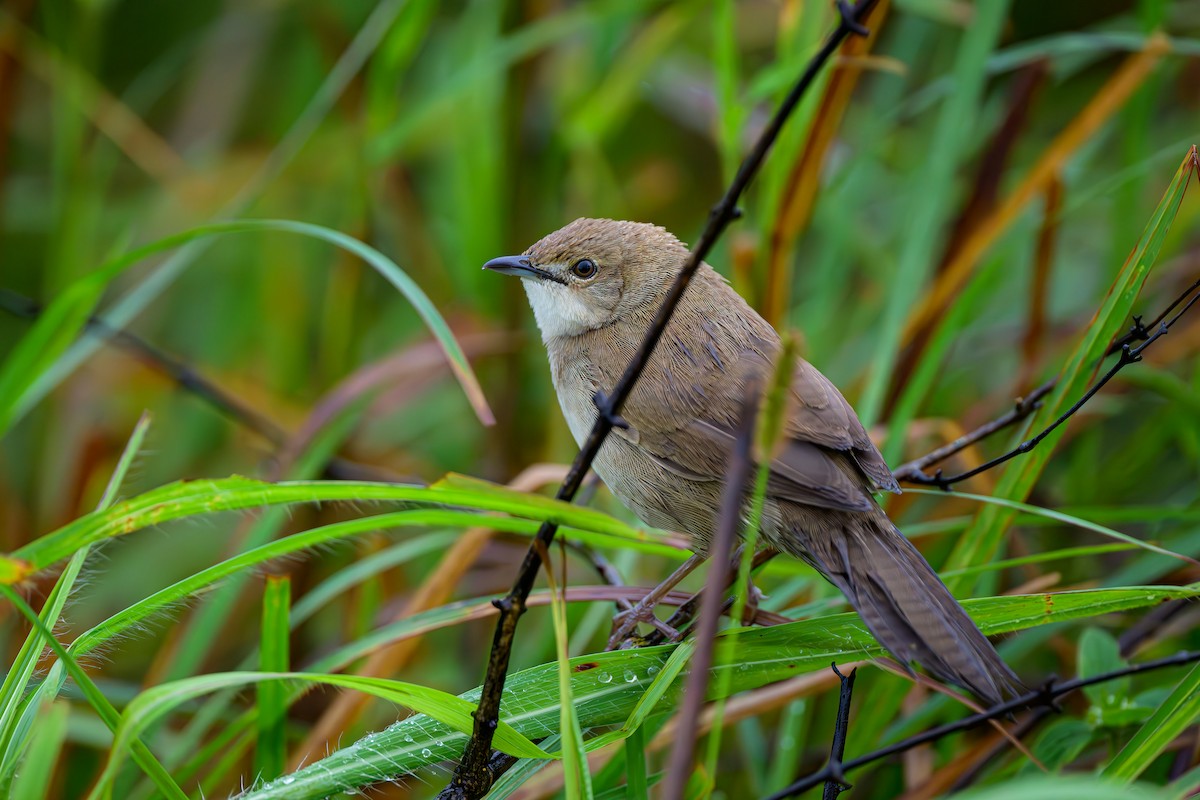 Broad-tailed Grassbird - ML622701846