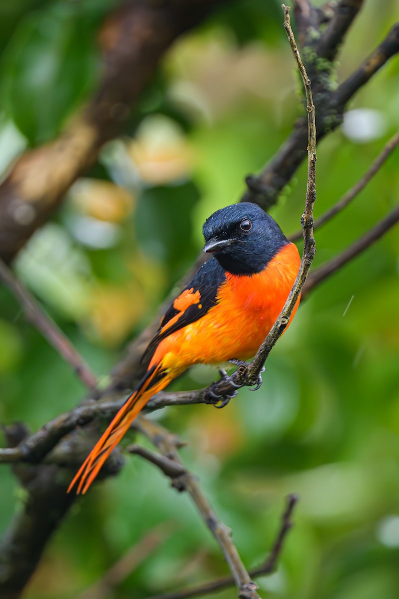 Orange Minivet - ML622701858