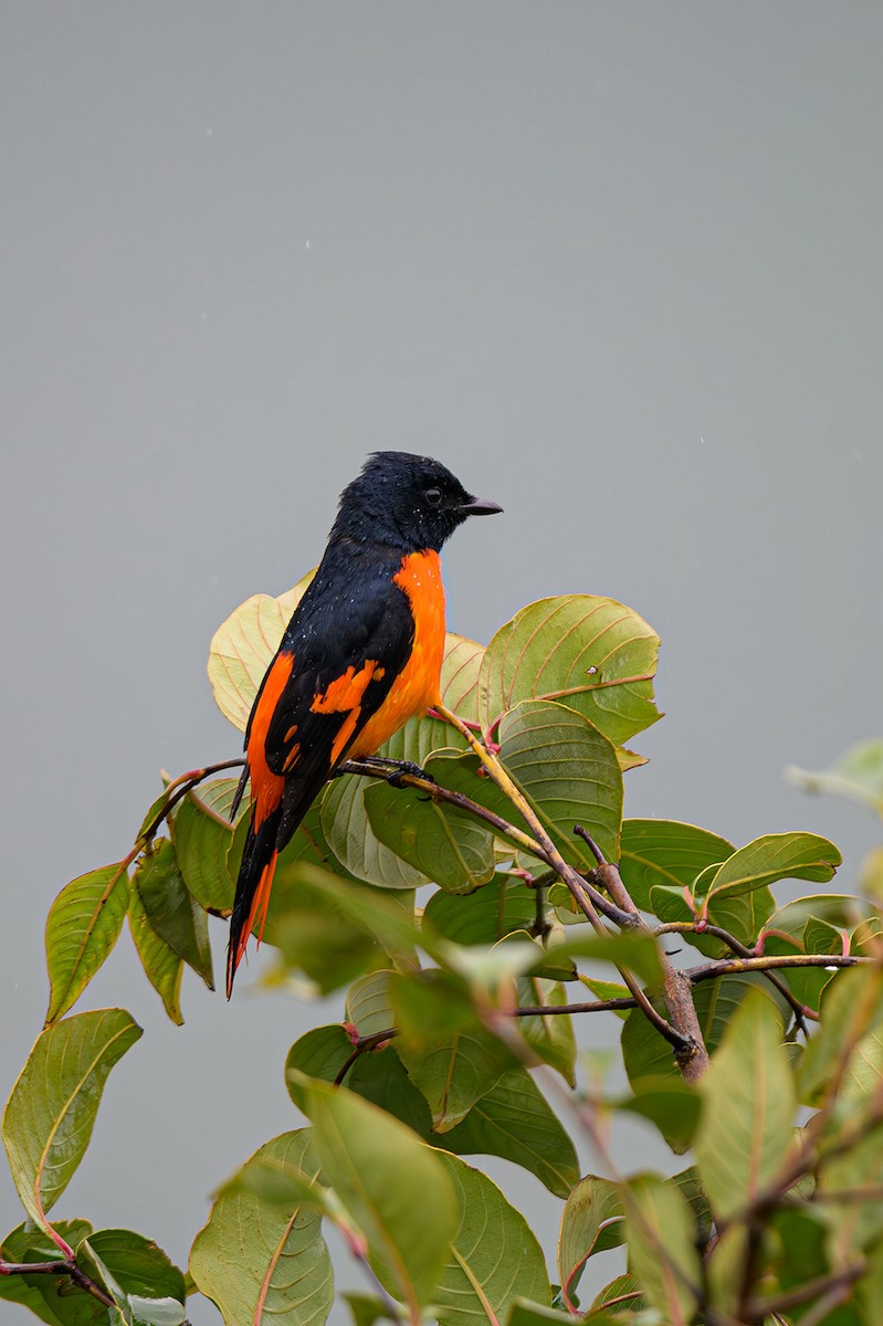 Orange Minivet - ML622701859