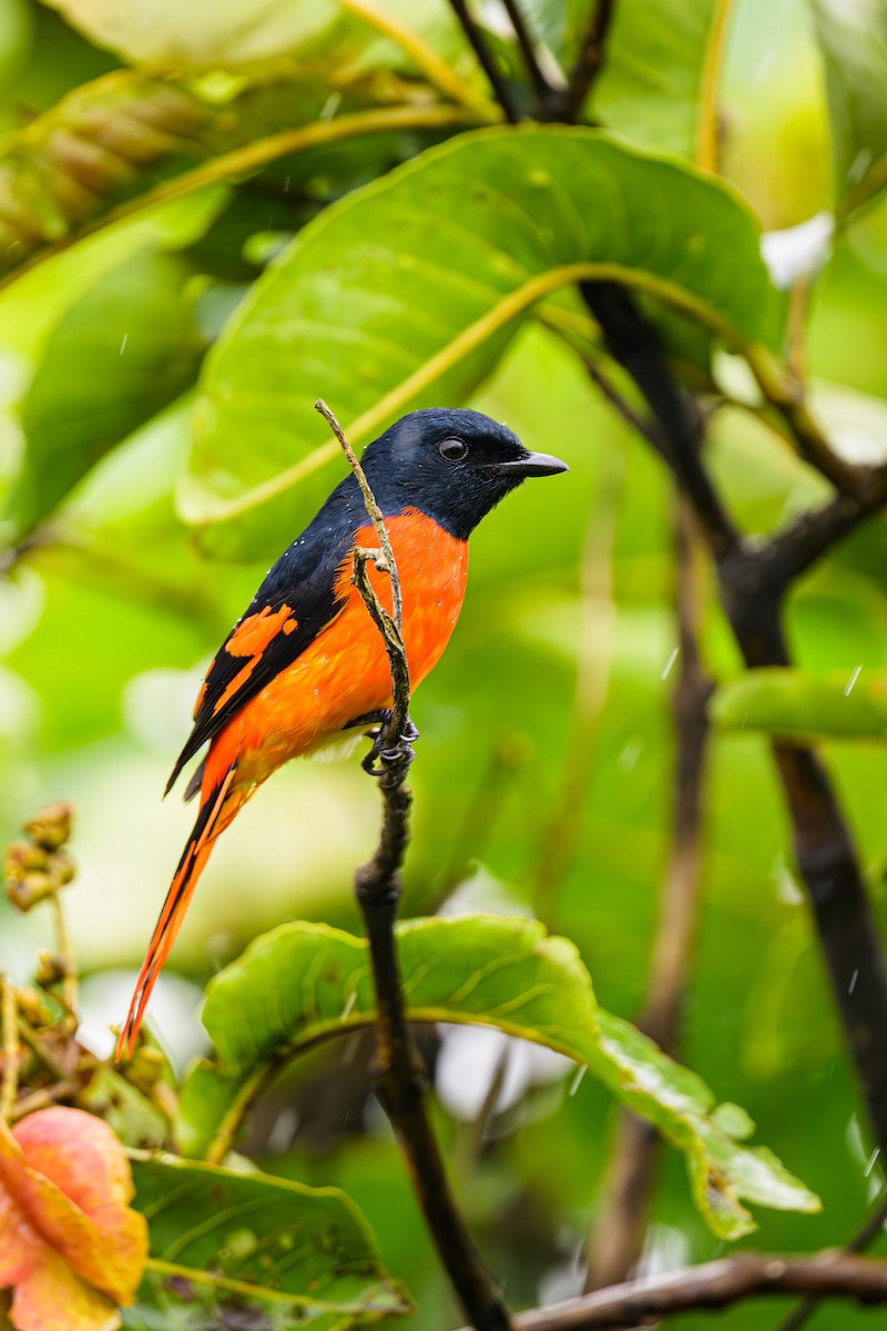 Orange Minivet - Sudhir Paul