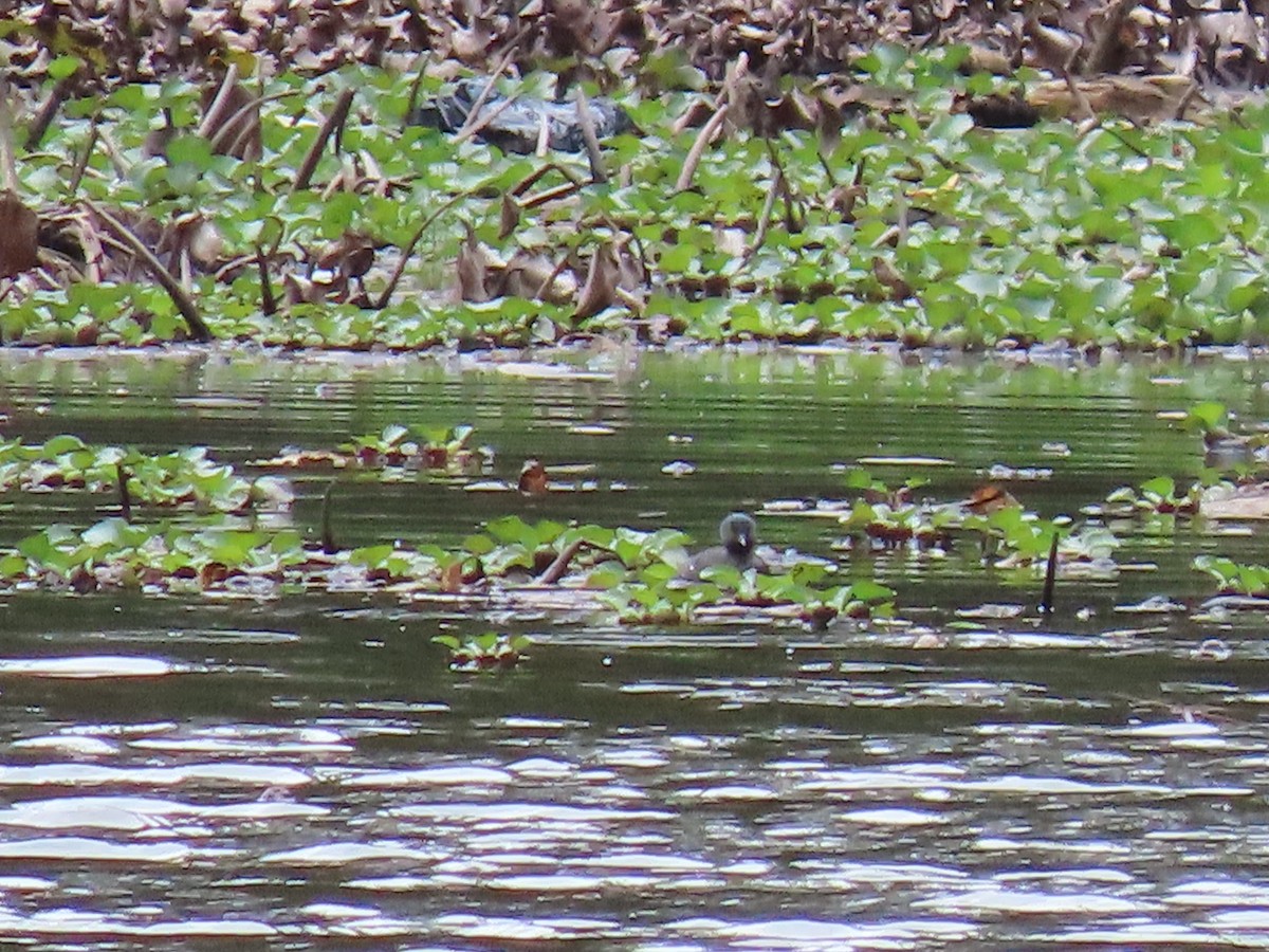 Least Grebe - Thomas Brooks