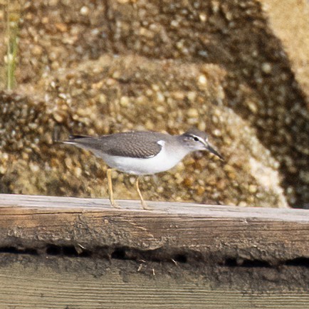 Spotted Sandpiper - ML622701972