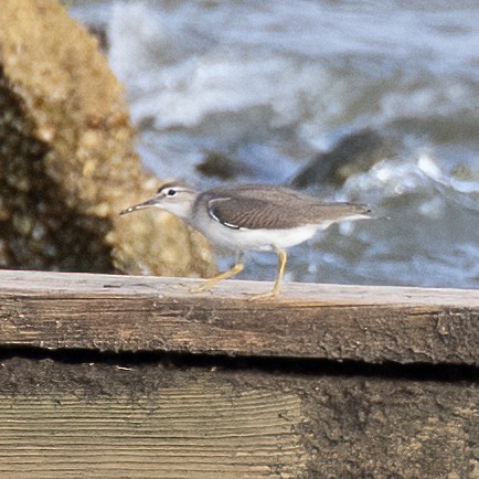 Spotted Sandpiper - ML622701973