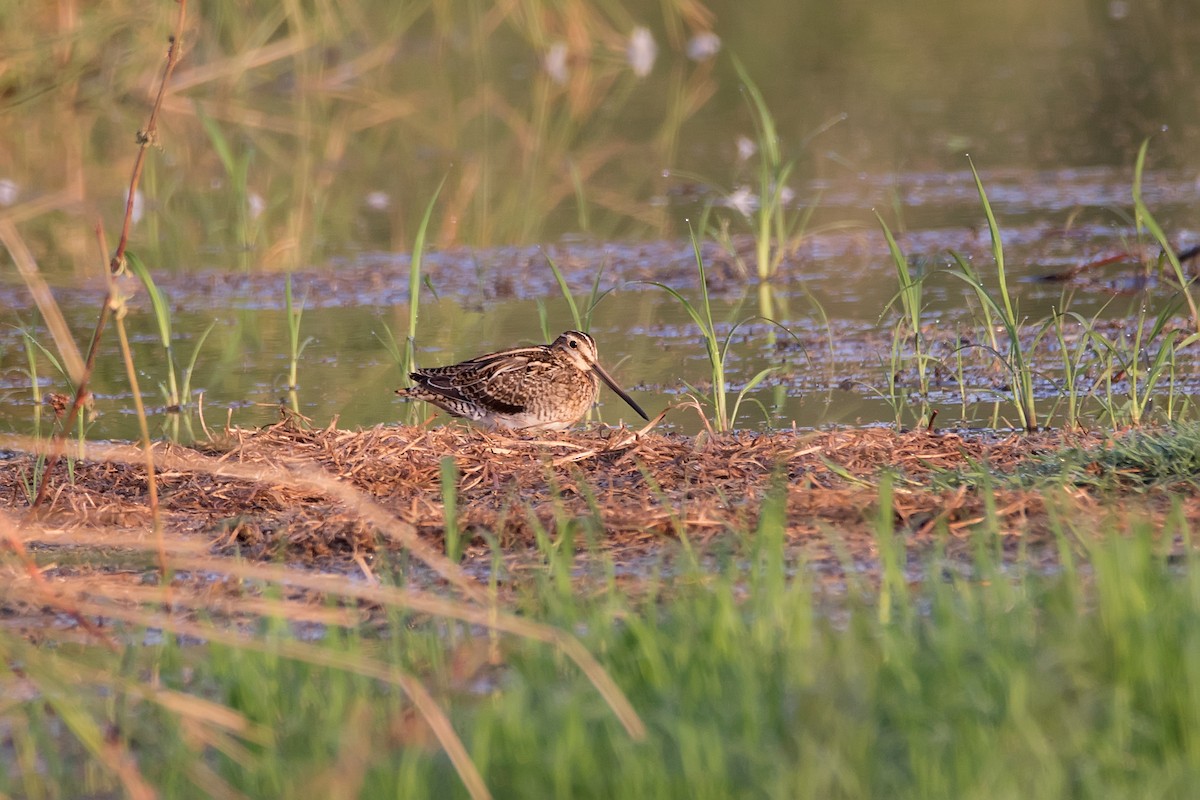 Common Snipe - Delfin Gonzalez