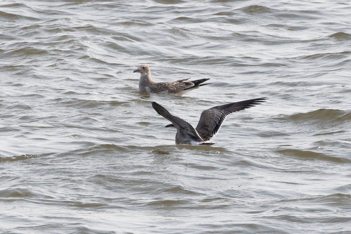 Laughing Gull - Tom Crockett