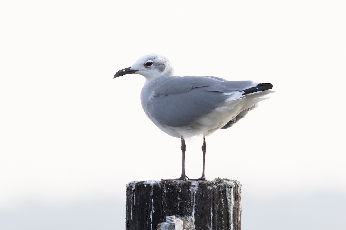 Laughing Gull - ML622702009