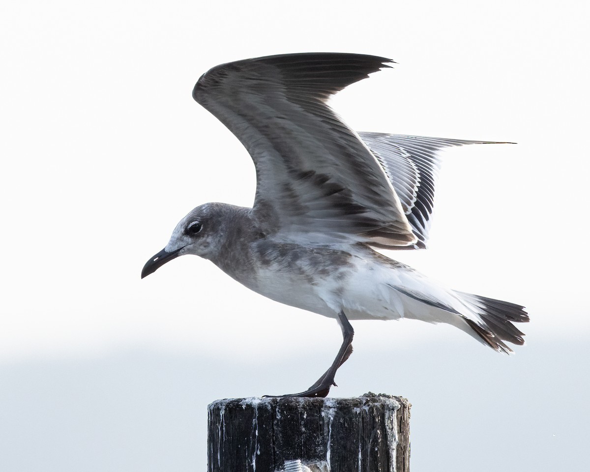Laughing Gull - Tom Crockett