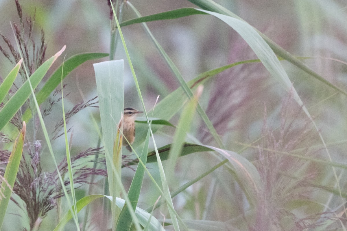 Sedge Warbler - Guido Van den Troost