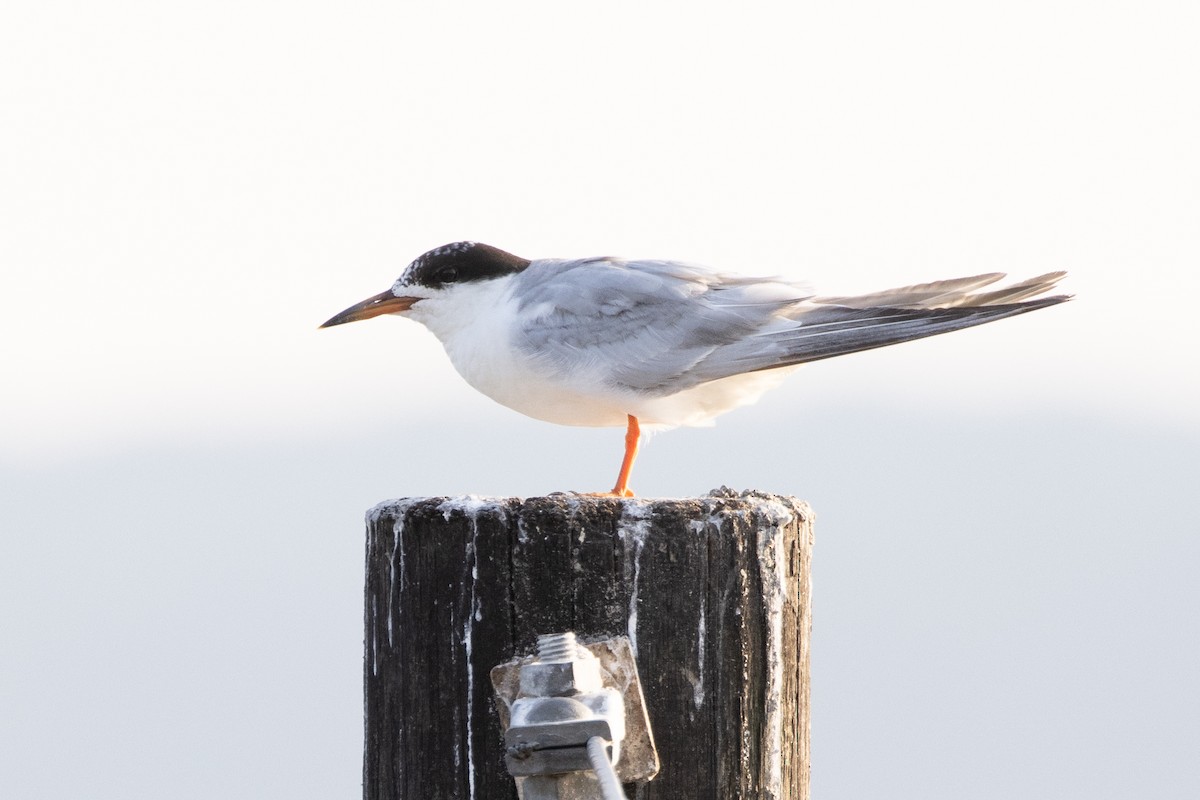 Forster's Tern - ML622702015