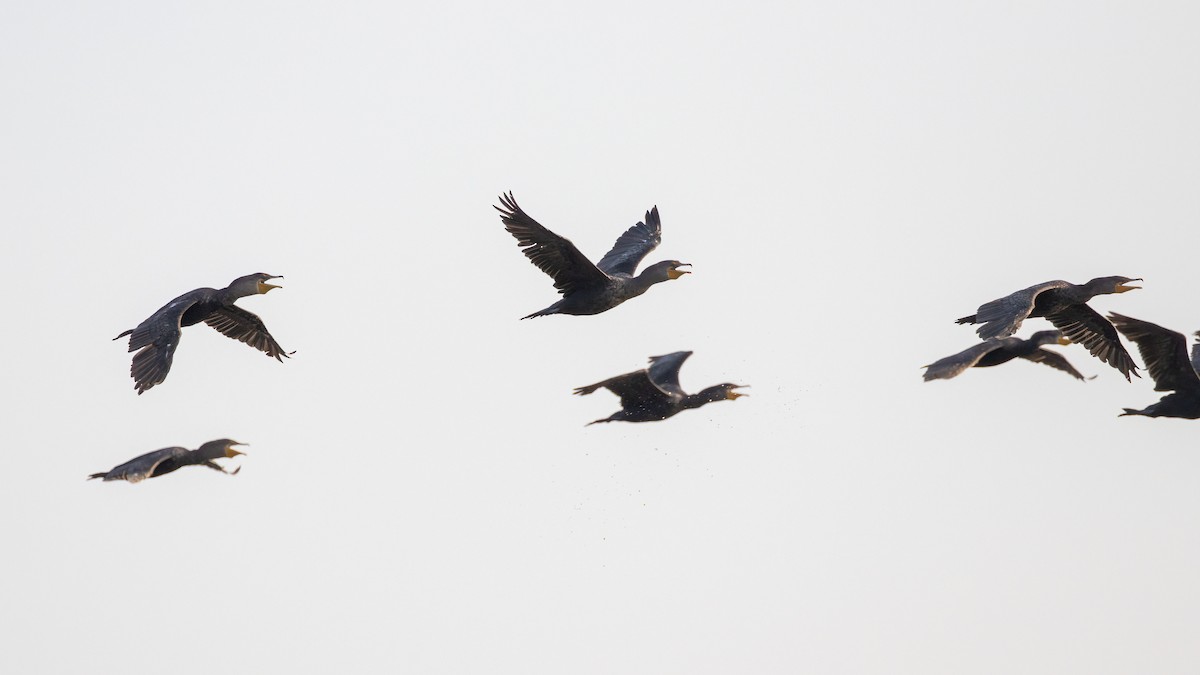 Double-crested Cormorant - ML622702017