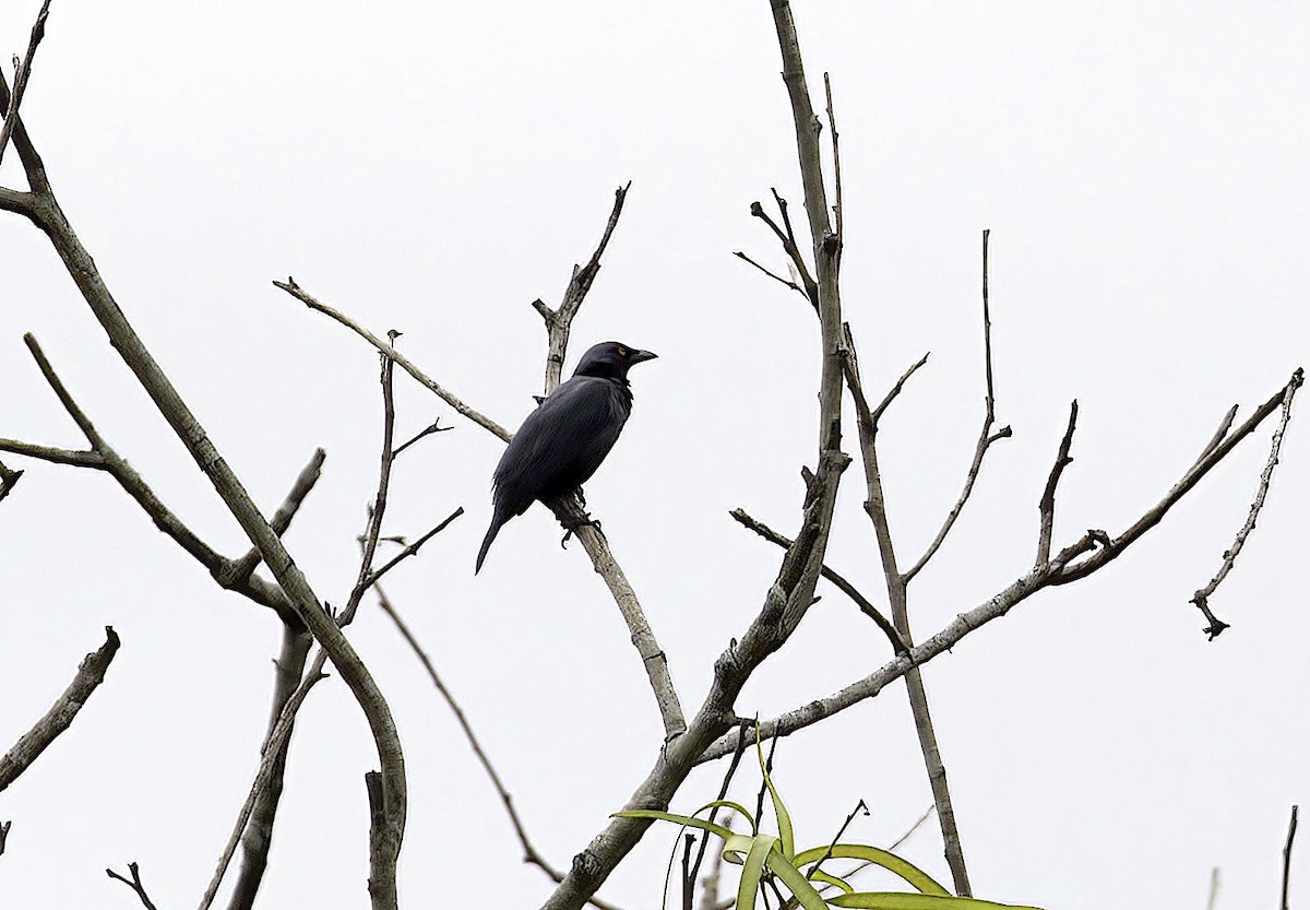 Singing Starling - ML622702050