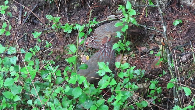 Buffy-crowned Wood-Partridge - ML622702055