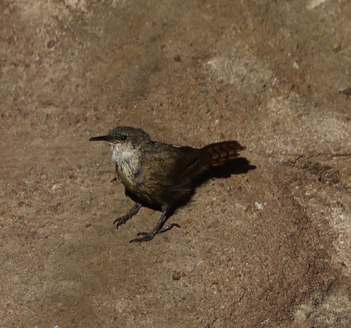 Canyon Wren - ML622702110