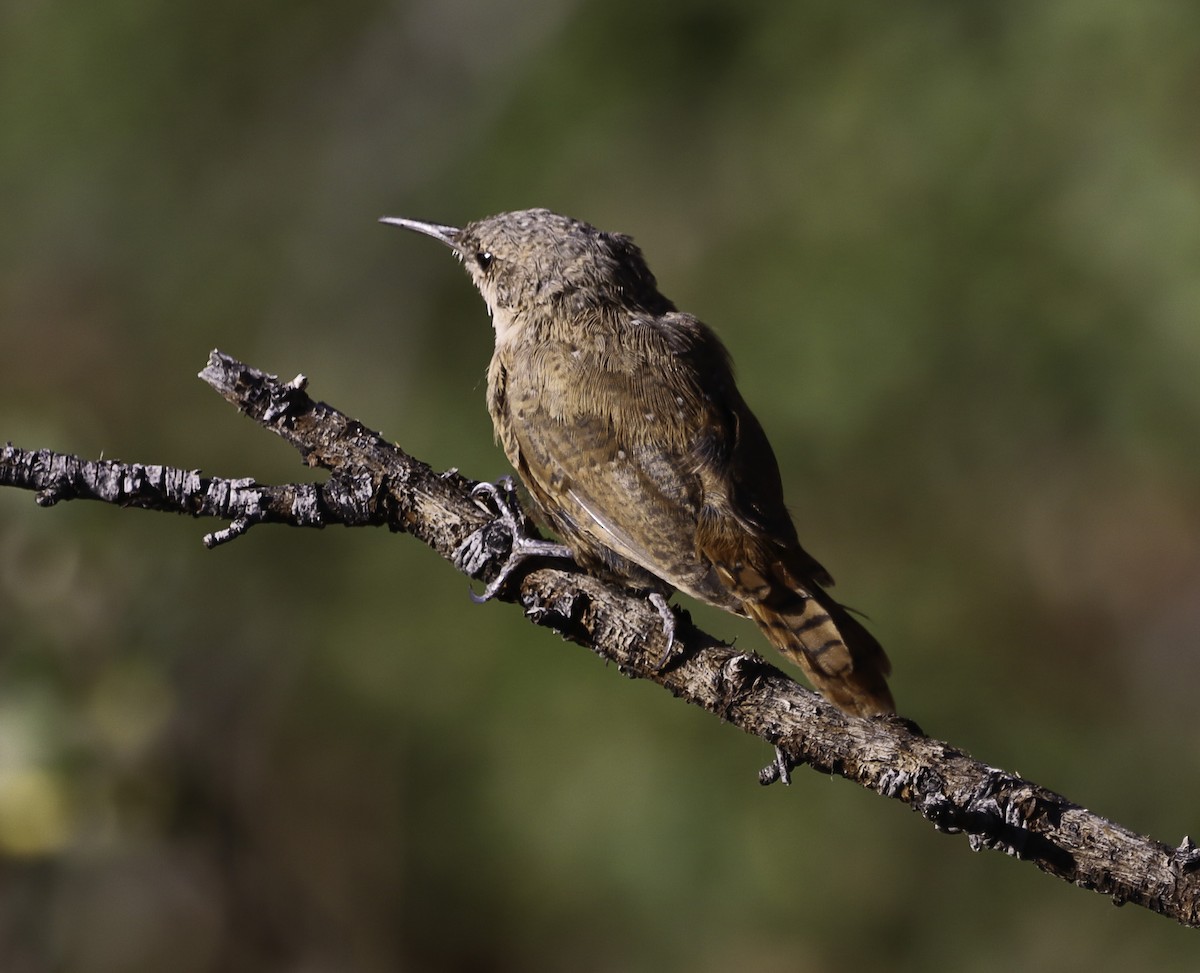 Canyon Wren - ML622702116