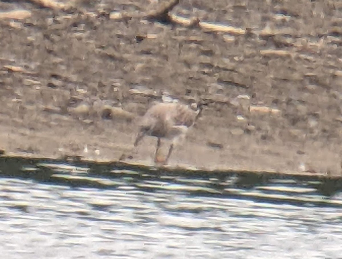 Laughing Gull - ML622702119