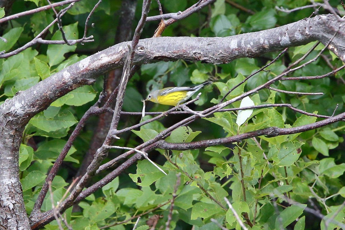 Magnolia Warbler - ML622702128