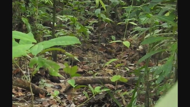 Malaysian Rail-babbler - ML622702171