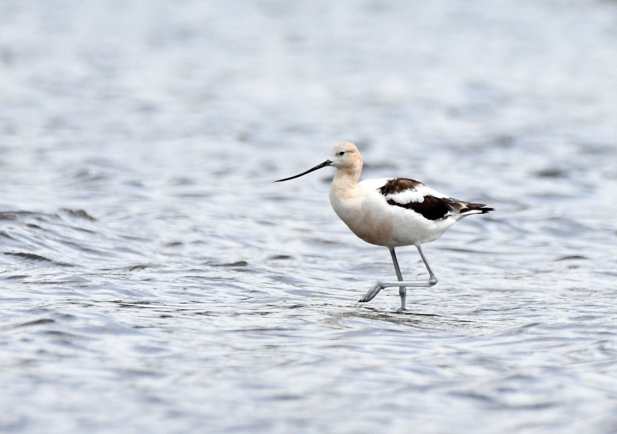American Avocet - ML622702191