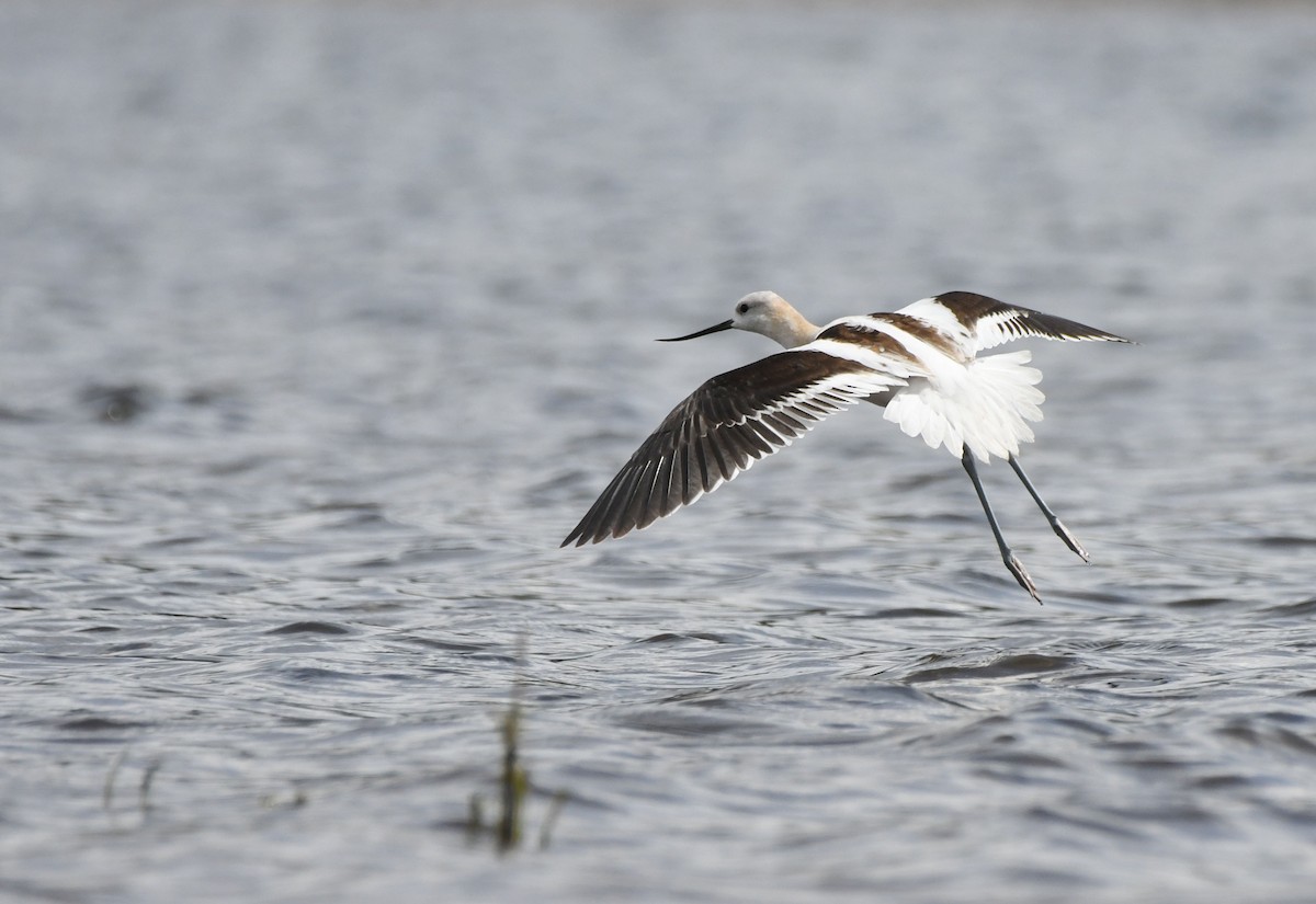American Avocet - ML622702201