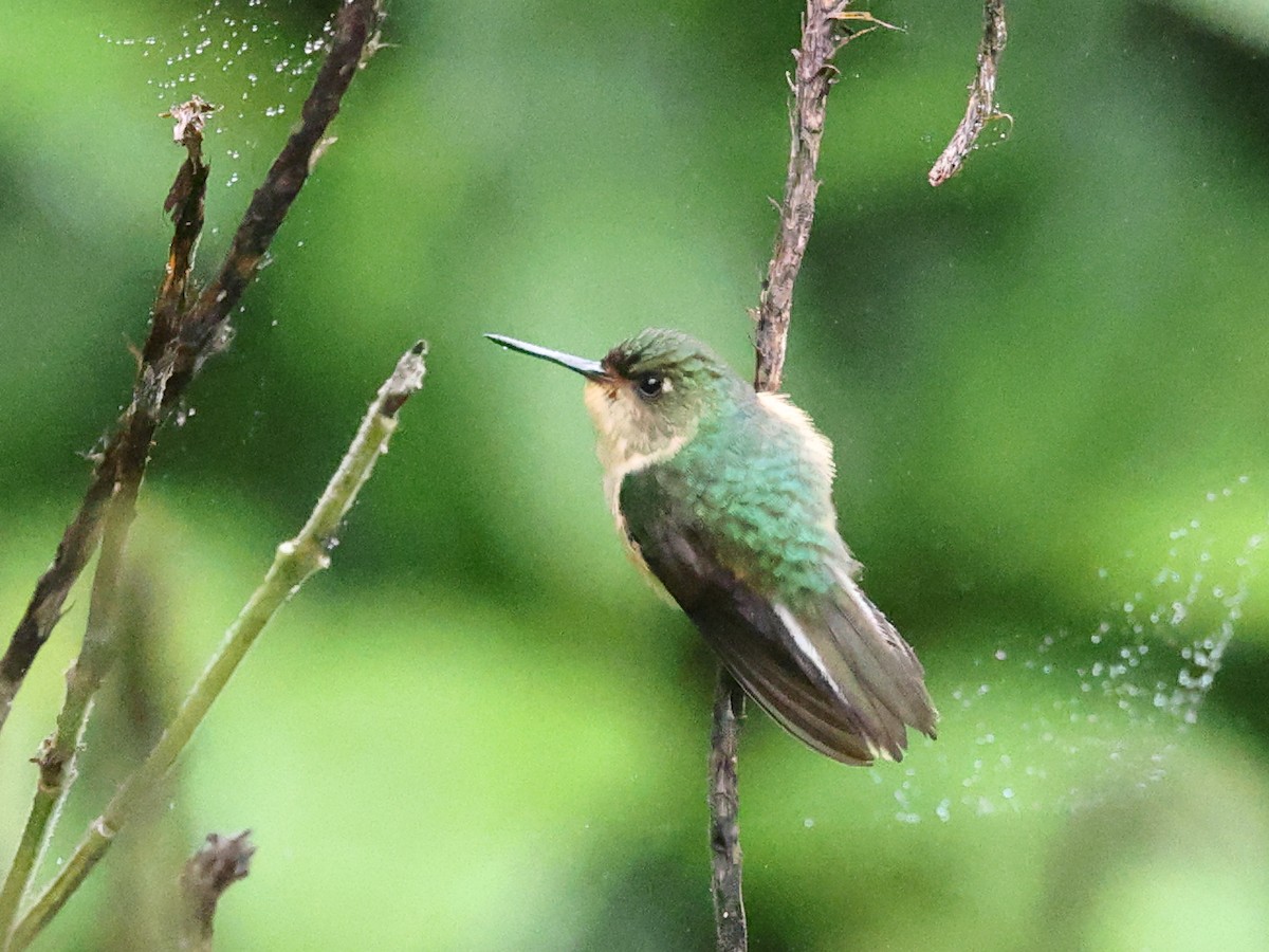 perukolibri - ML622702344