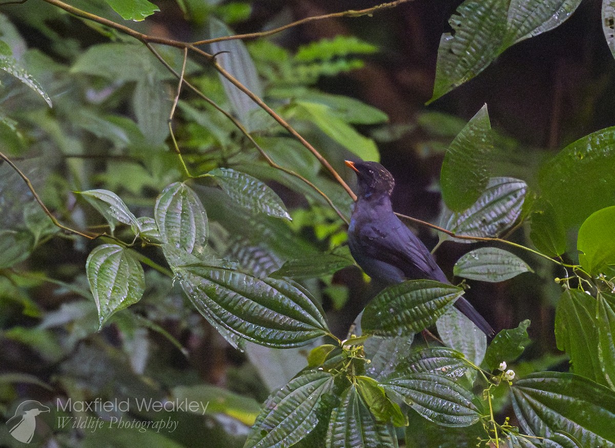 Solitario Carinegro - ML622702378