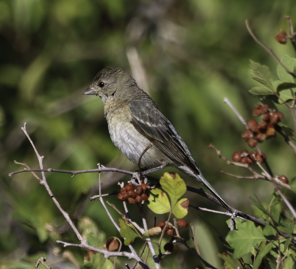 Lazuli Bunting - ML622702393