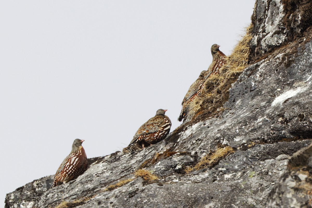 Snow Partridge - ML622702492