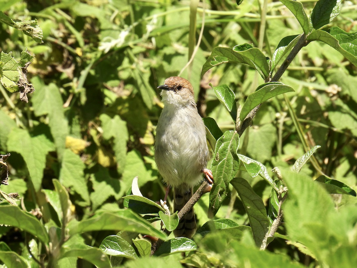 Hunter's Cisticola - ML622702502