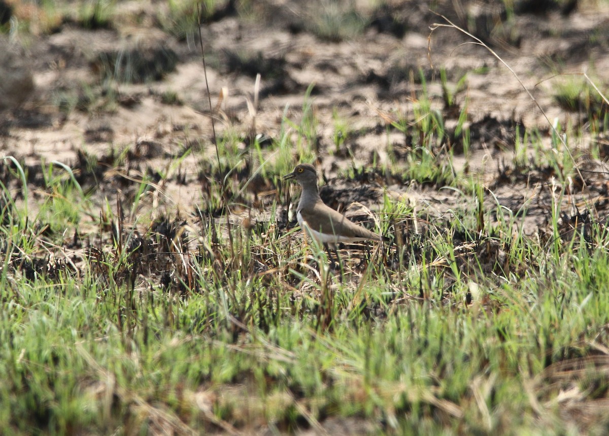 Senegal Lapwing - ML622702512