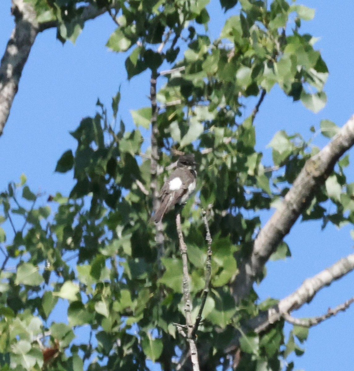 Olive-sided Flycatcher - ML622702517