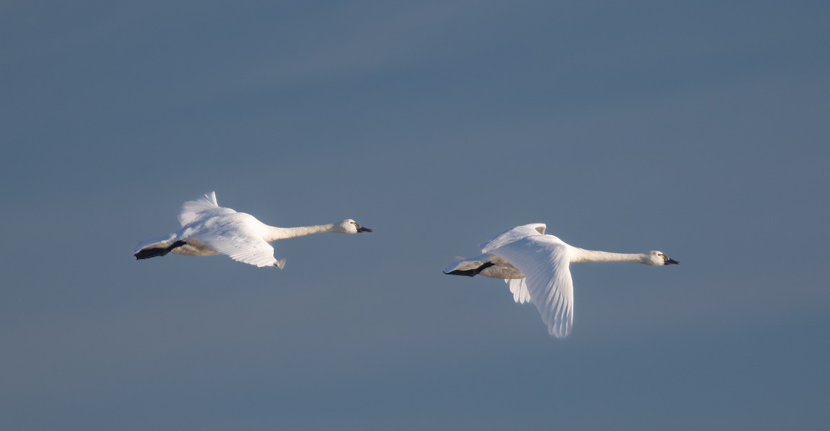 Cygne siffleur - ML622702526